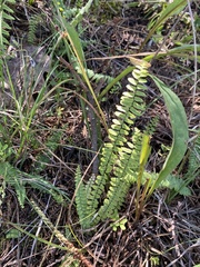 Asplenium platyneuron