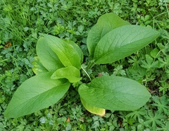 Symphytum officinale