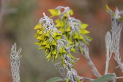 Crotalaria cunninghamii