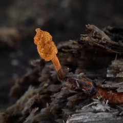 Ophiocordyceps variabilis