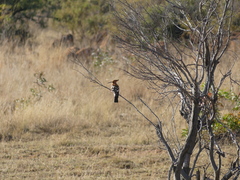 Upupa epops africana