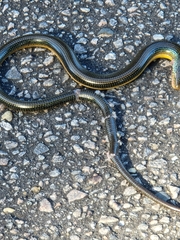 Ophisaurus ventralis