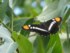 Adelpha eulalia