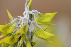 Crotalaria cunninghamii