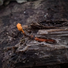 Ophiocordyceps variabilis
