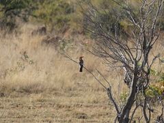 Upupa epops africana