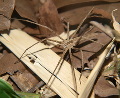 Maypacius bilineatus