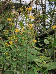 Hypericum monogynum