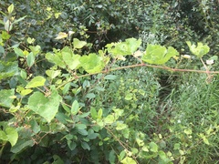 Vitis arizonica