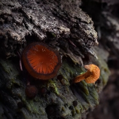Ophiocordyceps variabilis