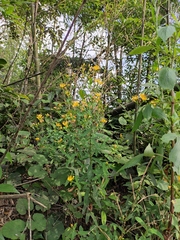 Hypericum monogynum
