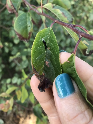 Cherry Slug Sawfly photo 5