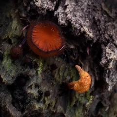 Ophiocordyceps variabilis