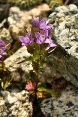 Gentianella campestris