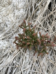 Salicornia rubra