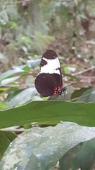 Heliconius sapho leuce
