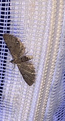 Eupithecia miserulata