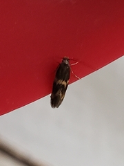 Oinophila v-flava