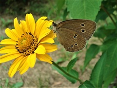 Aphantopus hyperantus