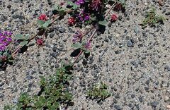 Portulaca oleracea