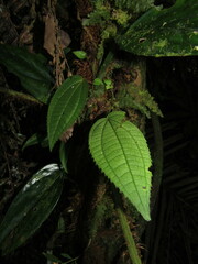 Miconia neoepiphytica