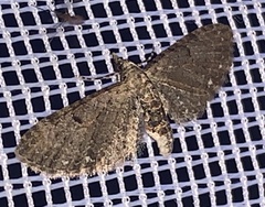 Eupithecia miserulata