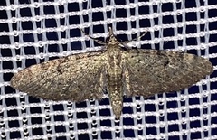 Eupithecia miserulata