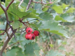 Crataegus flabellata