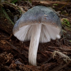 Pluteus americanus
