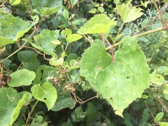 Vitis arizonica