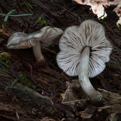 Pluteus americanus