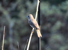 Baeolophus inornatus