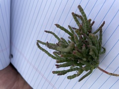 Salicornia rubra