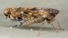 Scaphoideus
