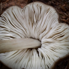 Pluteus americanus