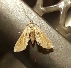 Cataclysta lemnata