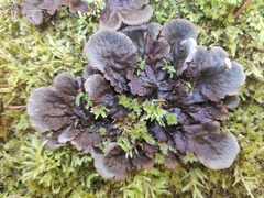 Peltigera praetextata