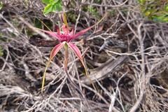 Caladenia decora