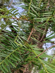Taxus mairei