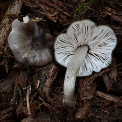 Pluteus americanus