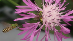 Augochlora pura