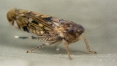 Scaphoideus