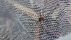 Nelima