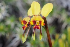 Diuris conspicillata