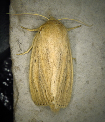 Globia oblonga