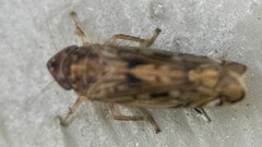 Scaphoideus