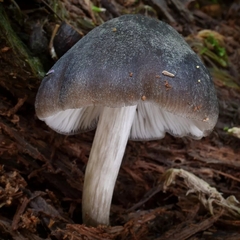 Pluteus americanus