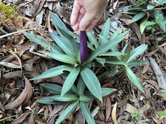 Tradescantia spathacea