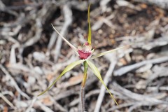 Caladenia decora