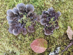 Peltigera praetextata